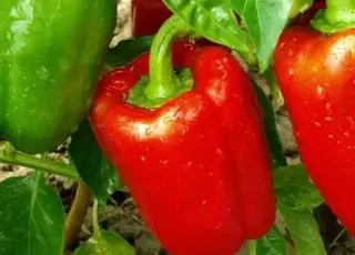 Як визначити стиглість перцю: поради щодо збирання солодких та гострих сортів
