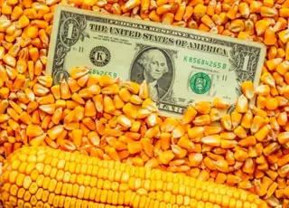 Озвучено оновлені ціни на українську кукурудзу