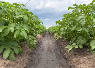 Картоплю без зрошення вирощують лише у двох областях України
