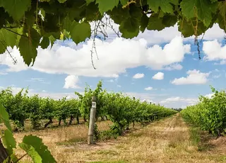 На Миколаївщині відновлюють сади та виноградники на розмінованих землях