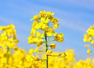 Три основні світові експортери ріпаку скорочують посіви