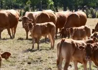 Реальна економіка м’ясного скотарства починає працювати від 1,5–2,5 тис. маточних голів - експерт