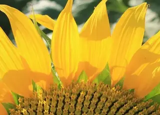 Площі під соняшником в Україні у новому сезоні можуть зрости до 6,1 млн га