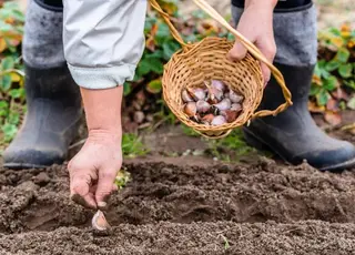 Як спланувати посадки городніх культур у квітні 2026 за фазами Місяця