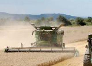 В Україні намолочено 41,7 млн тонн зернових та олійних культур