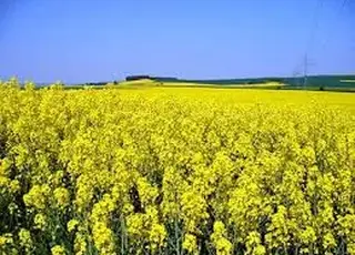 Поляки стурбовані: Україна збільшує переробку ріпаку