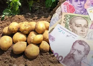 В Україні зросли ціни на картоплю