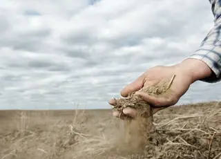 Що вигідніше: отримувати гроші за пай раз на рік чи обробляти землю самостійно