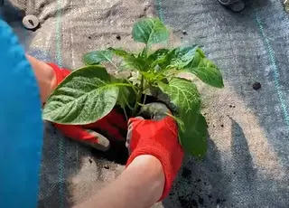 Що покласти в лунку під час висадки перцю, щоб отримати щедрий урожай