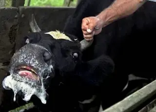 У селі на Волині запровадили карантин через випадок сказу у корови