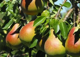 Інноваційний метод вирощування груш подвоїв урожай у фермерському господарстві Черкащини