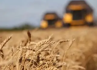 В Україні спостерігаються суттєві відмінності у врожайності між регіонами