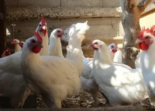 На Львівщині запустили сучасний комплекс із утримання курей-несучок