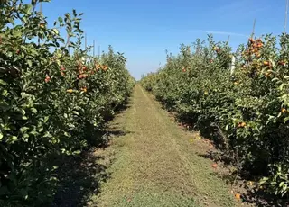 На Кіровоградщині збирають яблука