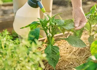 Городникам назвали ТОП-5 біофунгіцидів для городу