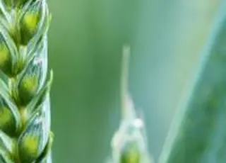 ВАР домоглася перегляду практики перевірок екологічної інспекції для аграріїв на прифронтових територіях