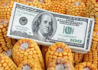 Експортні ціни на кукурудзу в Україні продовжують зростати завдяки посиленню попиту