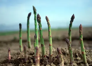 Ветеран з Полтавщини вирощує малину та елітну спаржу