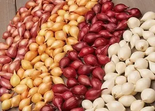 Озима цибуля в Україні демонструє хорошу рентабельність і експортний потенціал