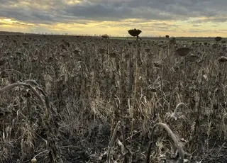 Через жовтневі дощі аграрії Кіровоградщини не можуть дозбирати врожай