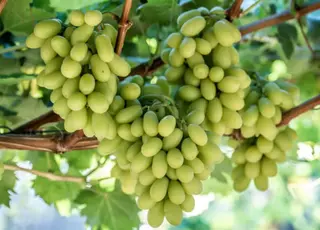 Іспанія готується до початку збору столового винограду