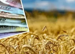 В Україні зросли ціни на продовольчу пшеницю через погіршення якості зерна