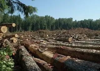 На Закарпатті незаконно вирубали ліс