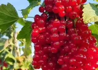 Як правильно підживлювати порічки влітку для багатого врожаю