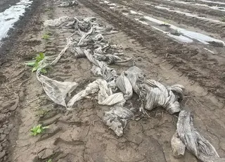 На Черкащині негода змила розсаду кавунів