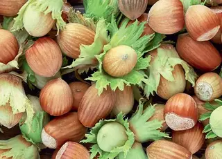 На Черкащині агроном вирощує десятки тисяч саджанців фундука