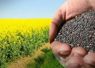 Україна вивела понад 230 тисяч тонн ріпаку за січень