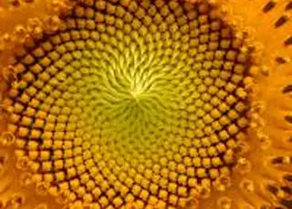 Україна в березні експортувала рекордний обсяг соняшникової олії до Йорданії