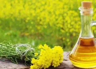 Україна експортувала рекордну кількість ріпакової олії