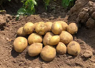 П’ять найкращих та найродючіших сортів ранньої картоплі