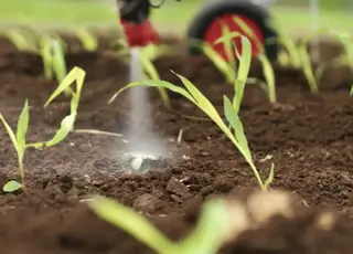 Обприскувачі з ШІ дозволяють суттєво скоротити витрати на гербіциди