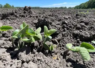 На Лівівщині аграрії втратили частину врожаю озимих і сої