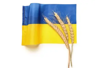 Український експорт зерна у 2025/26 МР скоротився майже на 40%