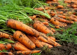 У серпні морква потребує калійні добрива