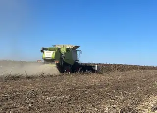 У Вінницькій області триває активний збір соняшнику: зібрано понад 11% площ