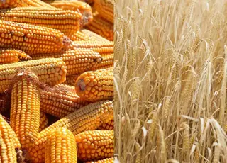 Урожай пшениці і кукурудзи в Україні може бути вищим за очікуваний