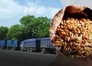 Єгипет не купуватиме зерно з окупованих росією українських територій