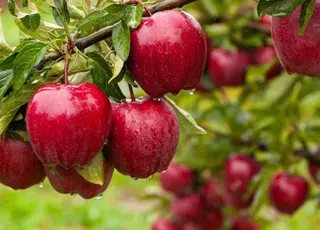 Буковина виробляє найбільше яблук серед інших областей