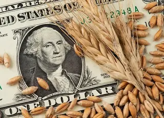 В Україні зросли ціни на продовольчу пшеницю