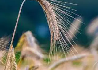 Листопад став одним із найтепліших в історії: умови для озимих були сприятливими