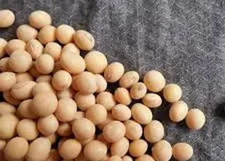 Українська соя подорожчала на фоні внутрішнього попиту