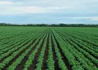 Соєва галузь обговорить сезон 2026/27 на Soybean Market