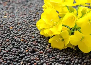 В Україні знижується експортна ціна на ріпак через скорочення попиту в ЄС