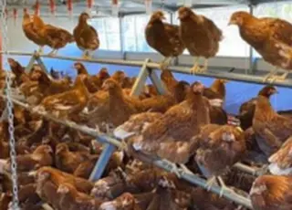 Годівниця – не дрібниця