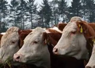 59% зареєстрованих ветеринарних препаратів – українського виробництва