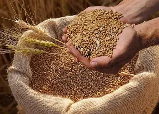 Пшениця в Україні дорожчає: переробники та експортери посилюють конкуренцію